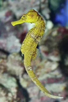 Pipefish: Long-snouted seahorse (Hippocampus reidi) or long-snouted