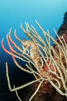 Campania: Long-snouted seahorse or spiny seahorse (Hippoca