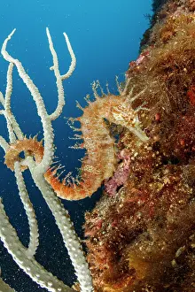 Campania: Long-snouted seahorse or spiny seahorse (Hippoca