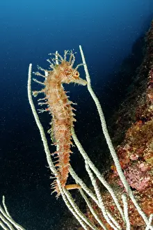 Campania: Long-snouted seahorse or spiny seahorse (Hippoca