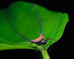 Arcuata: Long spine orb weaver spider (Macracantha arcuata)