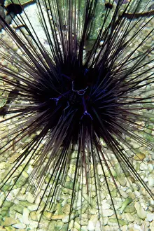 Spined: Long-spined Sea Urchin - dangerously venomous spines