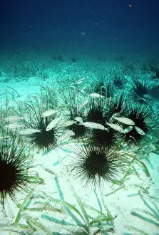 Spined: Long Spined Sea Urchin - poisonous