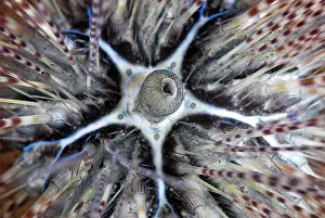 Painful: Long-spined Sea Urchin TK1 dive site, Lembeh Straits