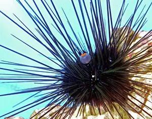 Spined: Long Spined Sea Urchin, tropical seas