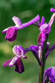 Anacamptis: Long-spurred Orchid (Anacamptis longicornu), Flower