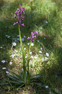 Anacamptis: Long-spurred Orchid (Anacamptis longicornu), Two