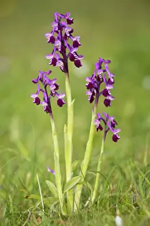 Morio: Long-spurred Orchid Orchis longicornu = Anacamptis