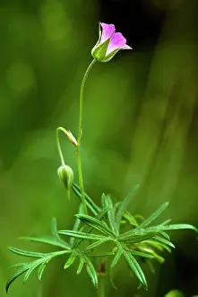 Stalked: Long-stalked Crane's-bill - flowers and leaves