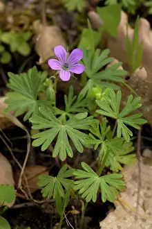 Stalked: Long-stalked cranesbill