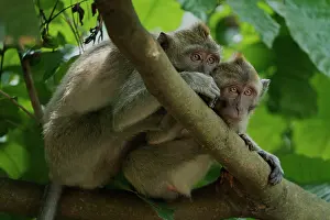 Java: Long tail macaques (Macaca fascicularis) on tree