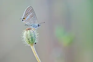 Alpujarras: Long-tailed Blue