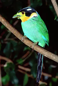 Broadbill: Long-tailed Broadbill