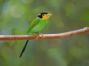 Vietnam: Long Tailed Broadbill Psarisomus dalhousiae Di Linh