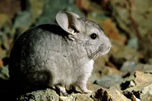 Chinchillas: Long-tailed Chinchilla - young