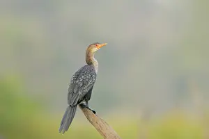 Marakissa: Long-tailed Cormorant