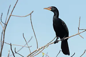 Gambia: Long-tailed Cormorant