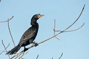 Gambia: Long-tailed Cormorant