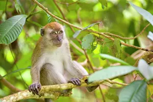 Fascicularis: Long-tailed / Crab-eating macaque - adult sitting