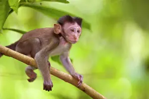 Fascicularis: Long-tailed / crab-eating macaque - baby monkey