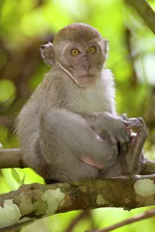Fascicularis: Long-tailed / crab-eating macaque - young sitting