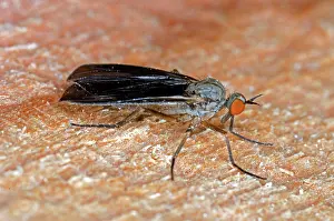 Dance: Long-tailed Dancefly