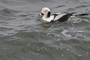 Hyemalis: Long-Tailed Duck