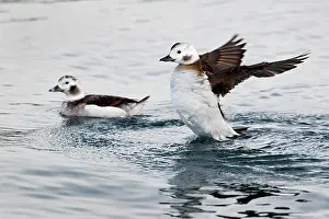 Clangula: Long-tailed Duck