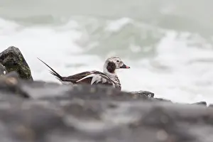 Clangula: Long-tailed Duck
