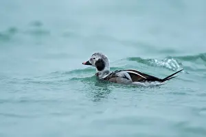 Clangula: Long-tailed Duck
