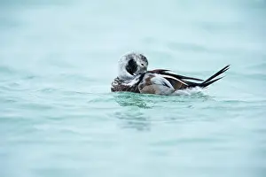Clangula: Long-tailed Duck