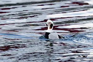 Clangula: Long-tailed Duck