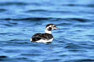 Clangula: Long-Tailed Duck