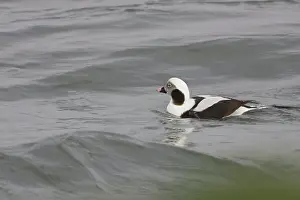 Hyemalis: Long-Tailed Duck