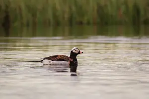 Clangula: Long-tailed Duck