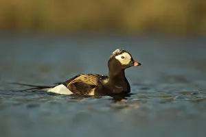 Clangula: Long-tailed Duck