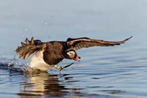 Attack: Long-tailed Duck