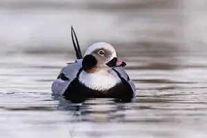 Fylke: Long-tailed duck (Clangula hyemalis), commonly known