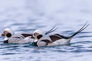 Siesta: Long-tailed duck (Clangula hyemalis), commonly known