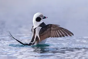 Flaps: Long-tailed duck (Clangula hyemalis), commonly known