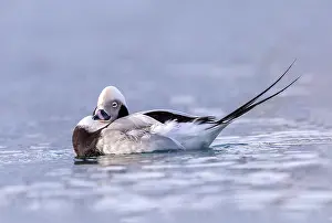 Siesta: Long-tailed duck (Clangula hyemalis), commonly known