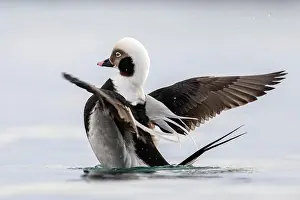 Splendid: Long-tailed duck (Clangula hyemalis), male in splendid