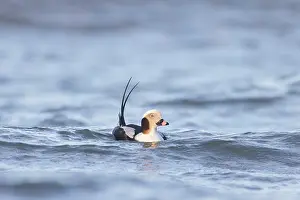 Baltic: Long-tailed Duck drake