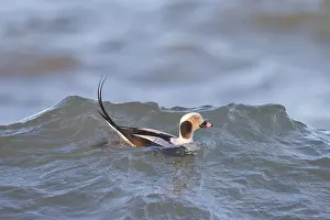 Baltic: Long-tailed Duck drake