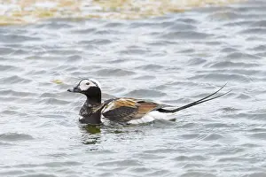 Drake: Long-tailed Duck drake