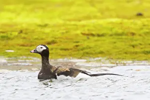 Drake: Long-tailed Duck drake