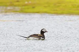 Drake: Long-tailed Duck drake