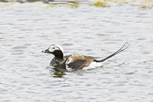 Drake: Long-tailed Duck drake