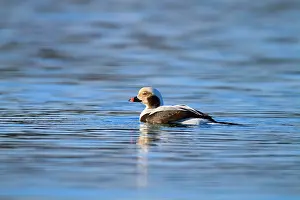 Oldsquaw: Long Tailed Duck - drake in winter
