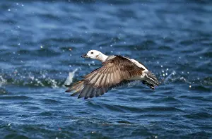 Clangula: Long-tailed Duck - female in flight